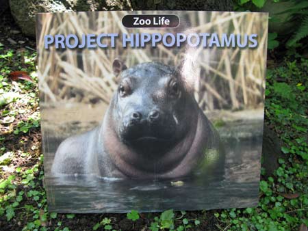 Zoo Life Projeco Hippopotamus