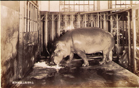 TOKYO UENO ZOO Hippo