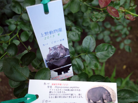 夏の上野動物園 記念品しおり 見本