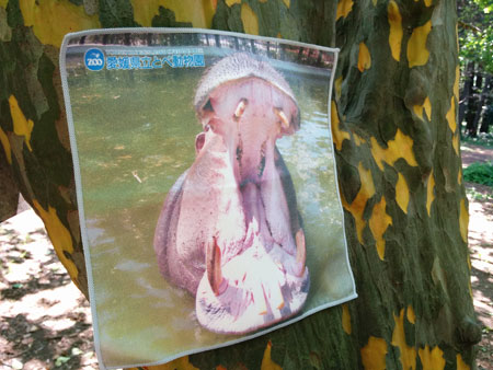 Small Hippo Towel by Tobe Zoologikal Park
