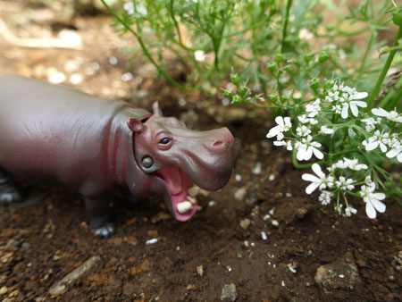 ania animal adbenture hippo
