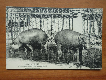 Postcard Paris Hippopotames Nains