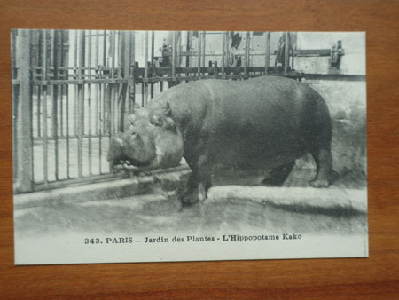 Postcard Paris Hippopotame Kako