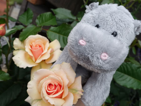 stuffed toy and roses