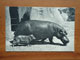Postcard Hippopotame et son petit