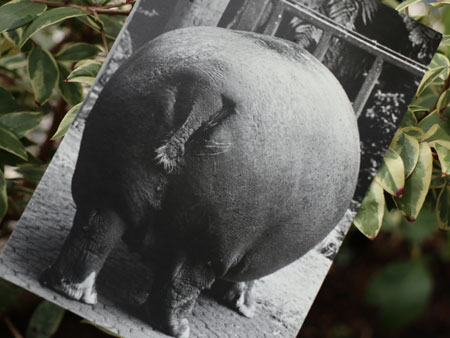 『Hippo Bum』 ポストカード new zealand