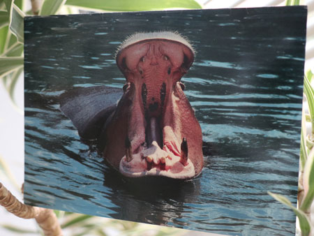 hippo greeting card