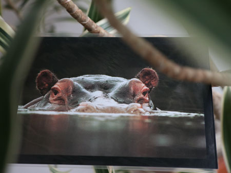 hippo greeting card