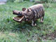 Ｓｏｕｔｈ Aｆｒｉｃａ wooden hippo