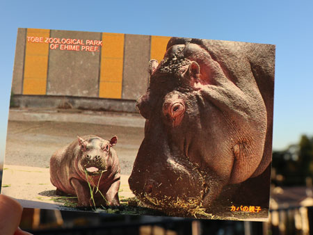 Tobe Zoo baby hippo 