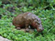 hippo figurine england