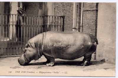 Hippopotamus"Sulky"