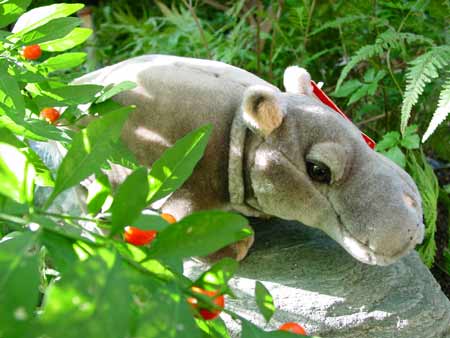 Jungle Animals Hippo（ｃ）2000　Fiesta Concession Corp.
