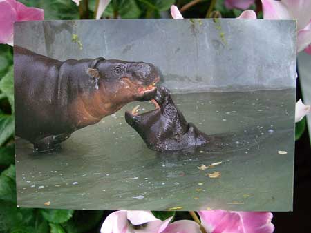 Ueno Zoo Postcard Pygmy Hippopotamus hp02650