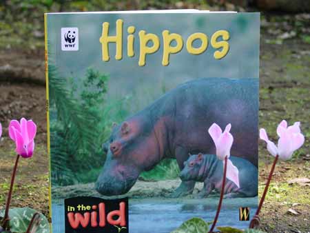 『Hippos』 hp02838
