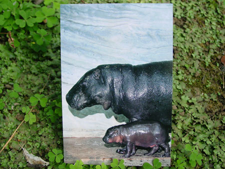 Postcard by Ueno Zoo 