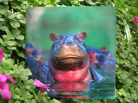 National Geographic Greeting Card