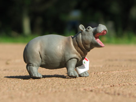 Safari Hippo Baby