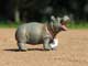 Safari Ltd Hippo Baby