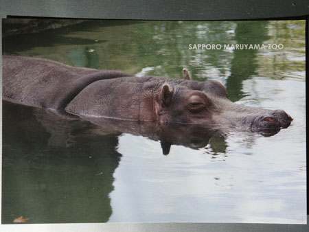 Sapporo Maruyama Zoo Post Card