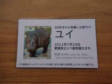 上野動物園 カバのユイ 来園記念カード