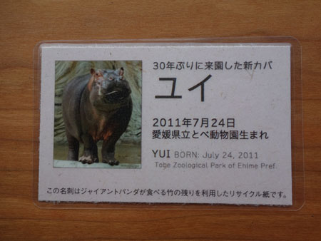 上野動物園 カバのユイ 夏の記念カード