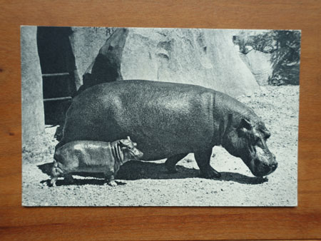 ポストカード Hippopotame et son petit