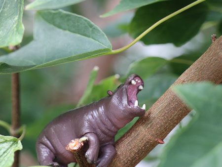 KITAN CLUB PUTITTO Pygmy Hippo