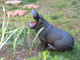 garden ornament hippo
