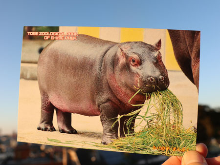 愛知県立とべ動物園  ポストカード 5枚セット