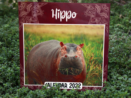 Hippo New Year 2022