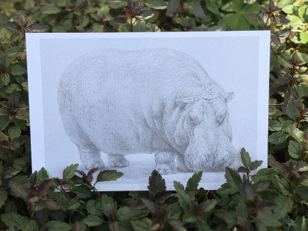 ポストカード　市川いまり　カバ