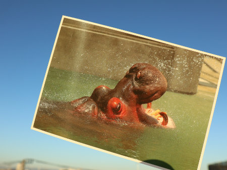 大きいポストカード　いしかわ動物園　デカ