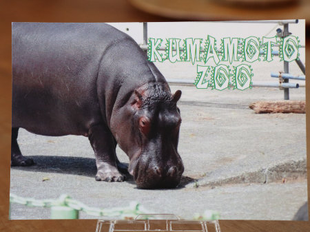熊本市動植物園ポストカード