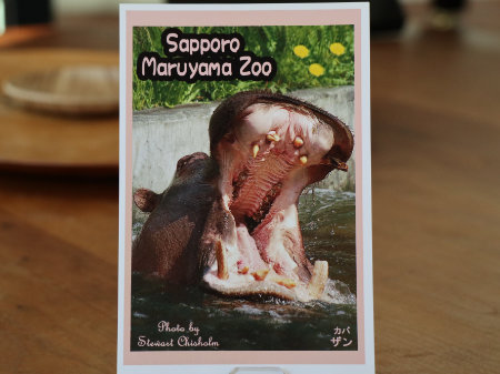 札幌円山動物園ポストカード　ザン