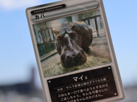 東武動物公園　まいちゃんカード