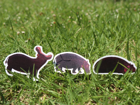 カバのお散歩　３タイプ　by Takashi Takiuchi